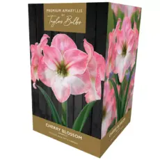 5015882025763 1 Taylors Premium Amaryllis Cherry Blossom Bulb Gift Set.webp